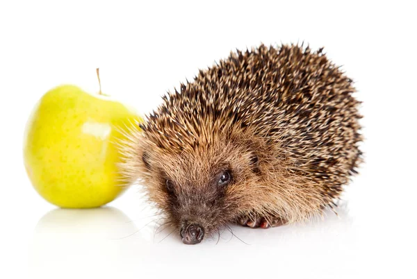 Hedgehog with an apple. hedgehog isolated. — Stock Photo, Image