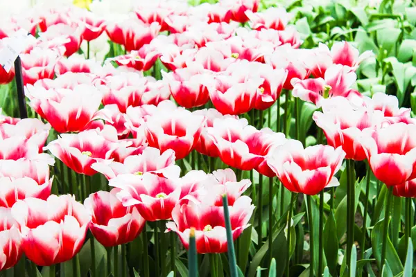 Tulipanes coloridos. Hermosas flores de primavera. fondo de flores —  Fotos de Stock