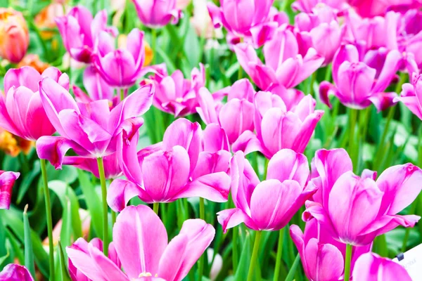 Kleurrijke tulpen. prachtige Lentebloemen. achtergrond van bloemen — Stockfoto