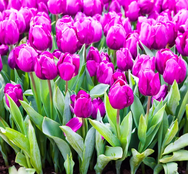 Färgglada tulpaner. vackra vårblommor. bakgrund av blommor — Stockfoto