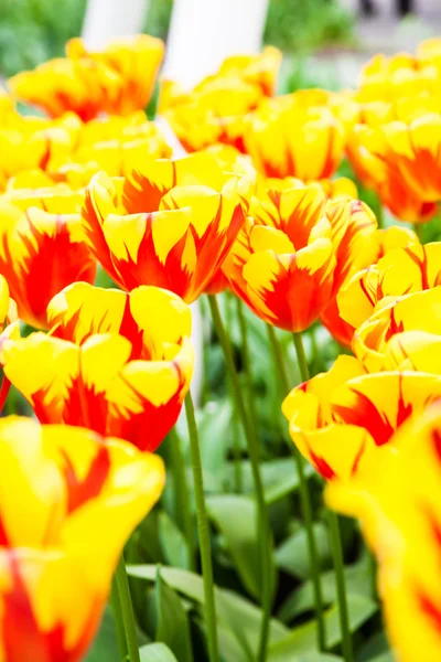 Colorful tulips. Beautiful spring flowers. background of flowers — Stock Photo, Image