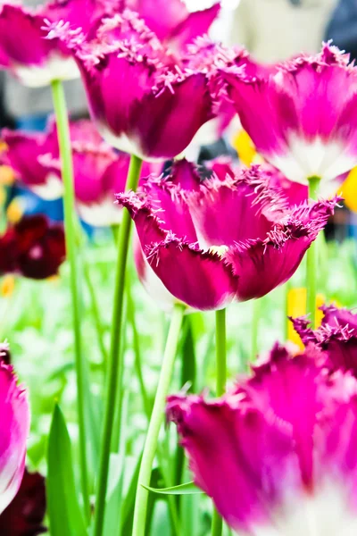 Vakre vårblomster. Tulipaner – stockfoto