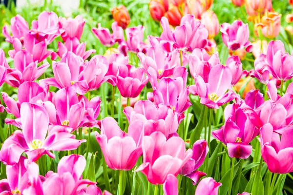 Tulipani colorati. Bellissimi fiori primaverili. sfondo di fiori — Foto Stock