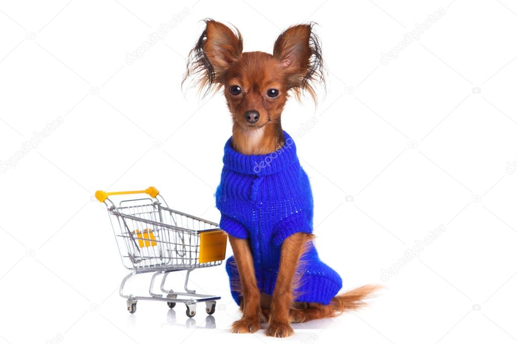 Toy Terrier with shopping cart isolated on white. Funny little d