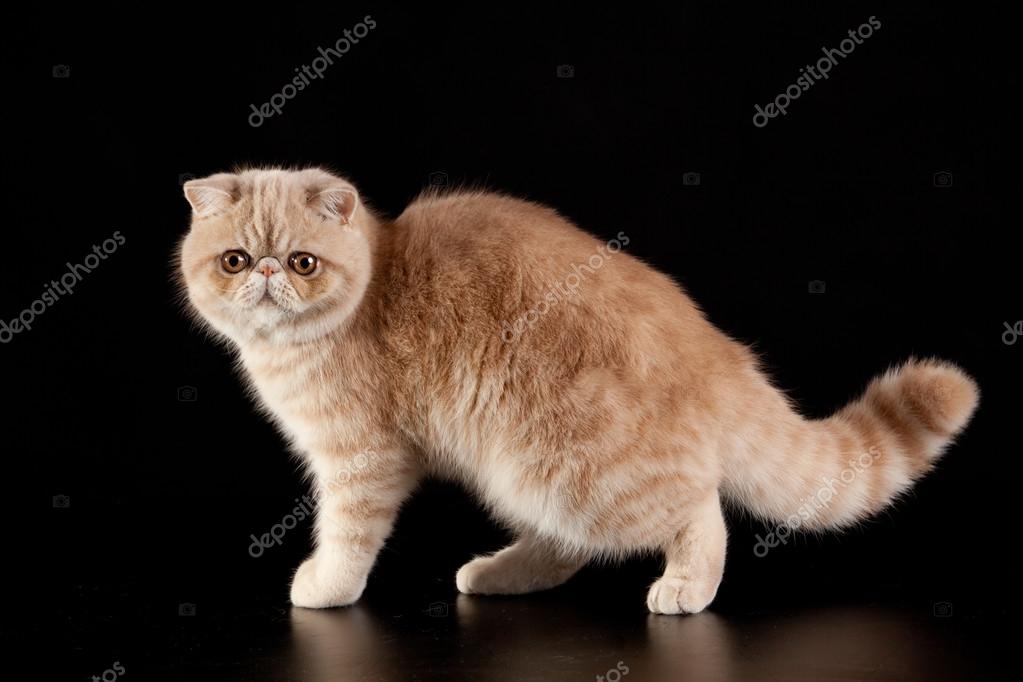 Egzotik stenografi kedi Egzotik stenografi kedi