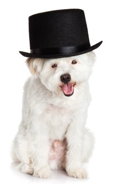 Beyaz arka plan üzerinde izole şapka ile bir köpek