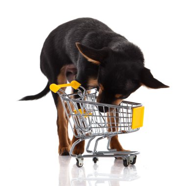 alışveriş sepeti ile chihuahua köpek
