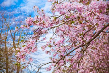 Sakura çiçekleri açıyor. Güzel pembe kiraz çiçeği