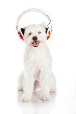 köpek üzerinde beyaz backgr izole kulaklık ile müzik