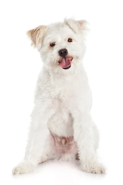 Perro blanco sobre fondo blanco — Foto de Stock