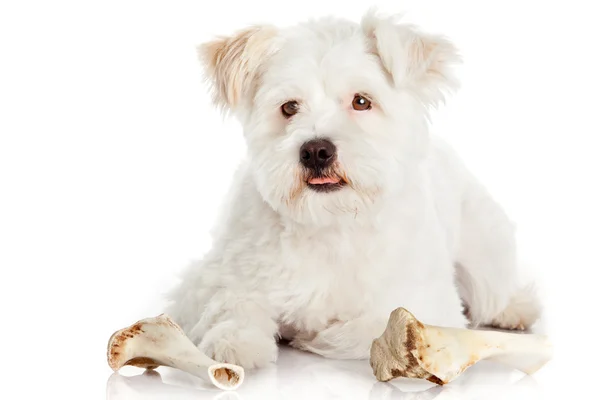 Hund mit Knochen isoliert auf weißem Hintergrund — Stockfoto