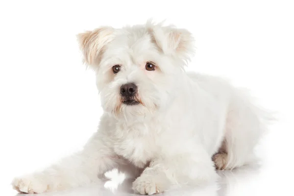 Hermoso perro aislado sobre fondo blanco — Foto de Stock