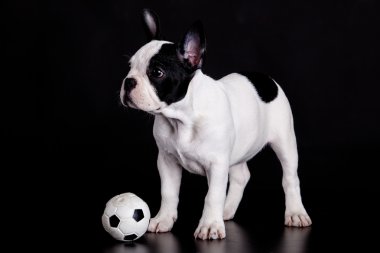 Fransız bulldog yavrusu siyah arka plan üzerinde topu ile