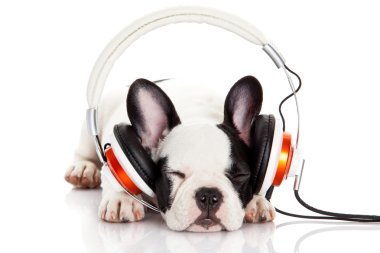 Köpek kulaklıkla müzik dinliyor. Beyaz sırtında izole edilmiş.