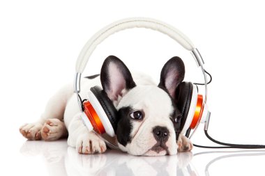 Köpek kulaklıkla müzik dinliyor. Beyaz sırtında izole edilmiş.
