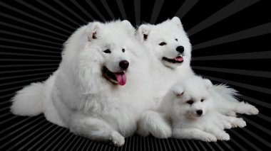Samoyed köpek ailesi