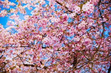 Sakura çiçekleri açıyor. Güzel pembe kiraz çiçeği