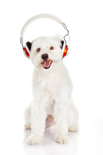 Chien écoutant de la musique avec écouteurs isolés sur fond blanc — Photo