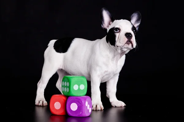 Französische Bulldogge auf schwarzem Hintergrund . — Stockfoto