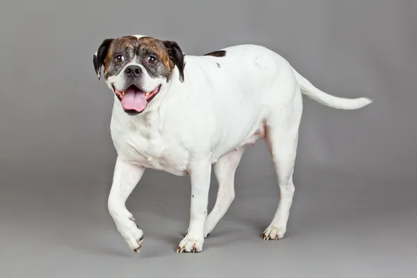 Amerikaanse bulldog portret op een grijze achtergrond — Stockfoto