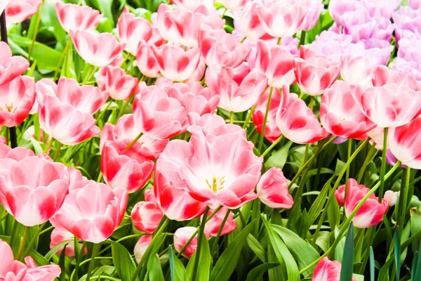 Tulipanes coloridos. Hermosas flores de primavera. fondo de flores —  Fotos de Stock