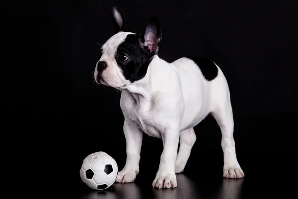 Französische Bulldogge Welpe mit Ball auf schwarzem Hintergrund — Stockfoto