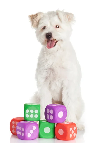 Cão engraçado com brinquedos isolados no branco — Fotografia de Stock