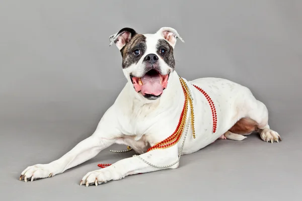 Amerikaanse bulldog portret op een grijze achtergrond — Stockfoto