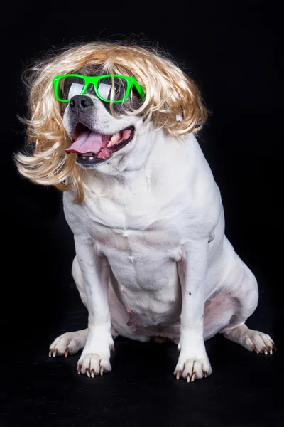 Dog with glasses on black background. american bulldog wearing — Stock Photo, Image