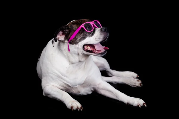 Perro con gafas sobre fondo negro. bulldog americano usando — Foto de Stock