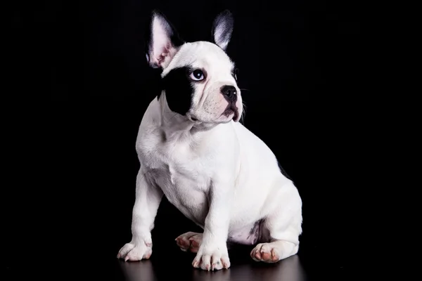 Franse bulldog op zwarte achtergrond . — Stockfoto