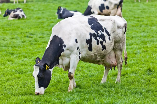 Vacas pastando em um prado verde — Fotografia de Stock