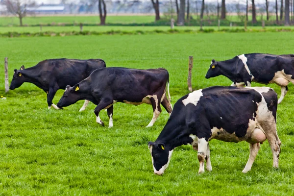 Vacas pastando en un prado verde —  Fotos de Stock