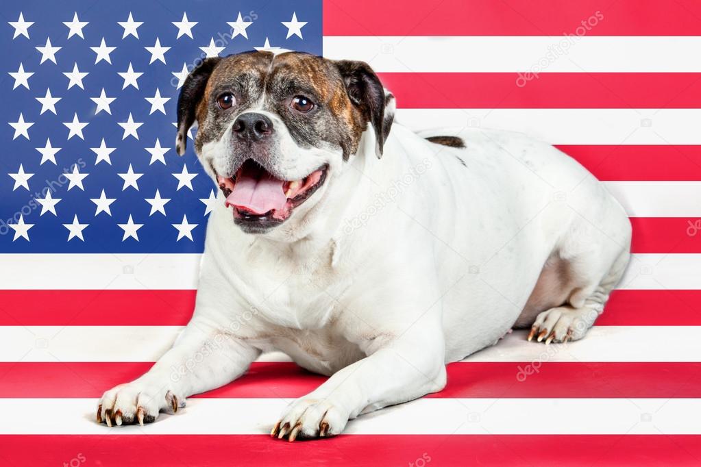 American bulldog with US flag in as background.