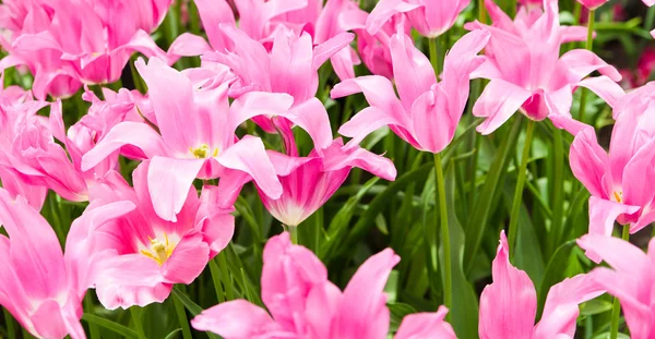 Tulipanes coloridos. Hermosas flores de primavera. fondo de flores —  Fotos de Stock