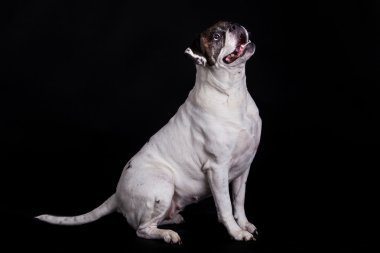 Amerikan bulldog köpek portre siyah arka plan üzerine.