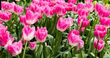 renkli Lale. güzel bahar çiçekleri. arka plan bir çiçek