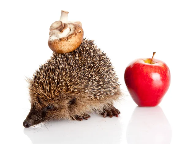 Hedgehog isolated. — Stock Photo, Image