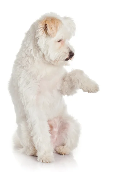 Weißer Hund auf weißem Hintergrund — Stockfoto