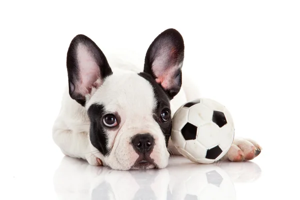 Buldog francuski szczeniak z zabawka piłka nad białym — Zdjęcie stockowe