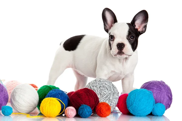 Cachorro Bulldog francés con bolas de lana aisladas sobre fondo blanco — Foto de Stock