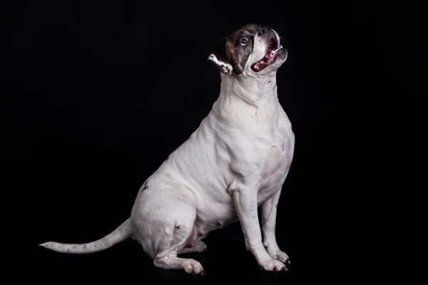 Amerikaanse bulldog hond portret op zwarte achtergrond. — Stockfoto