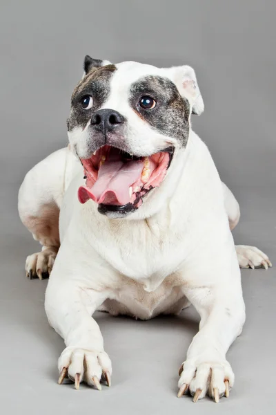 Amerikansk bulldog porträtt på en grå bakgrund — Stockfoto