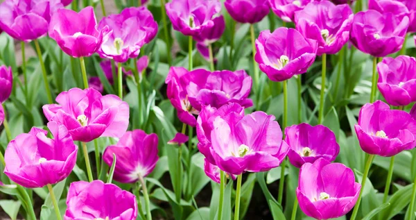 カラフルなチューリップです。美しい春の花。花の背景 — ストック写真