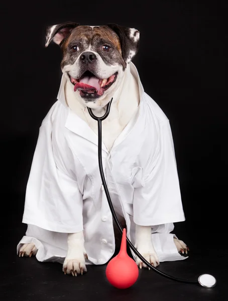 Bulldog americano. cane vestito con un cappotto medico e indossa un ste Fotografia Stock