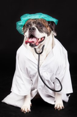 Amerikan bulldog. bir doktor ceket giymiş ve bir ste giyen köpek