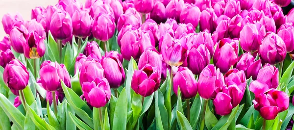 Renkli Lale. güzel bahar çiçekleri. arka plan bir çiçek — Stok fotoğraf