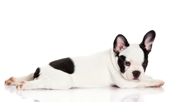 Cachorrinho de bulldog francês . — Fotografia de Stock