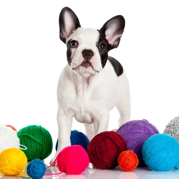 Cachorro Bulldog francés con bolas de lana aisladas sobre fondo blanco — Foto de Stock