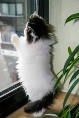 güzel kedi pencerede oturuyor. şirin kedi yavrusu oturan